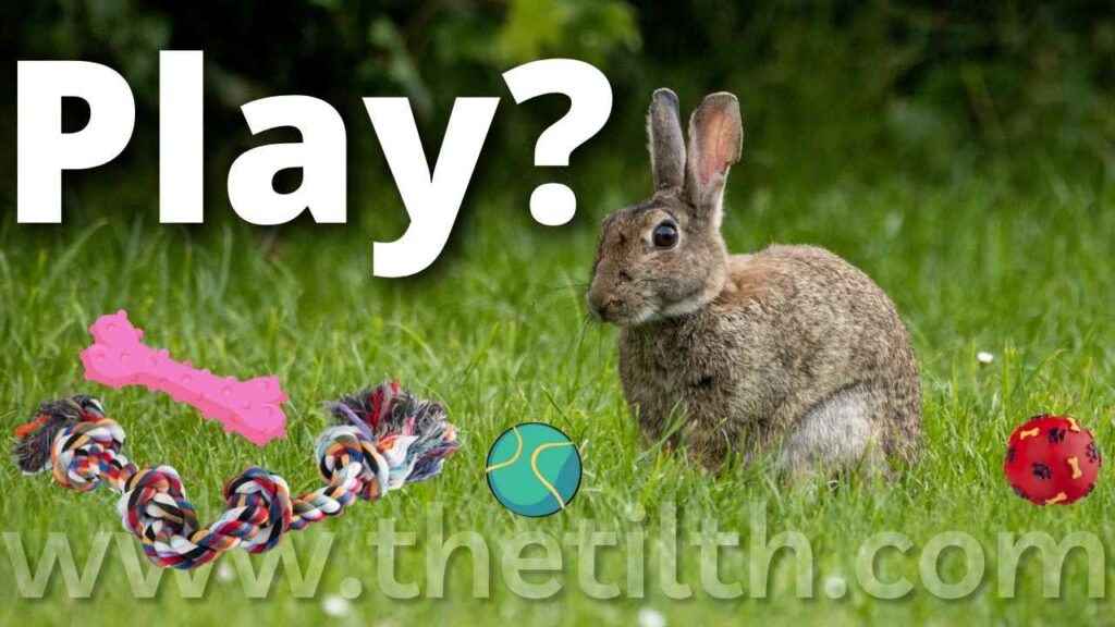Can Rabbits Play with Dog Toys?