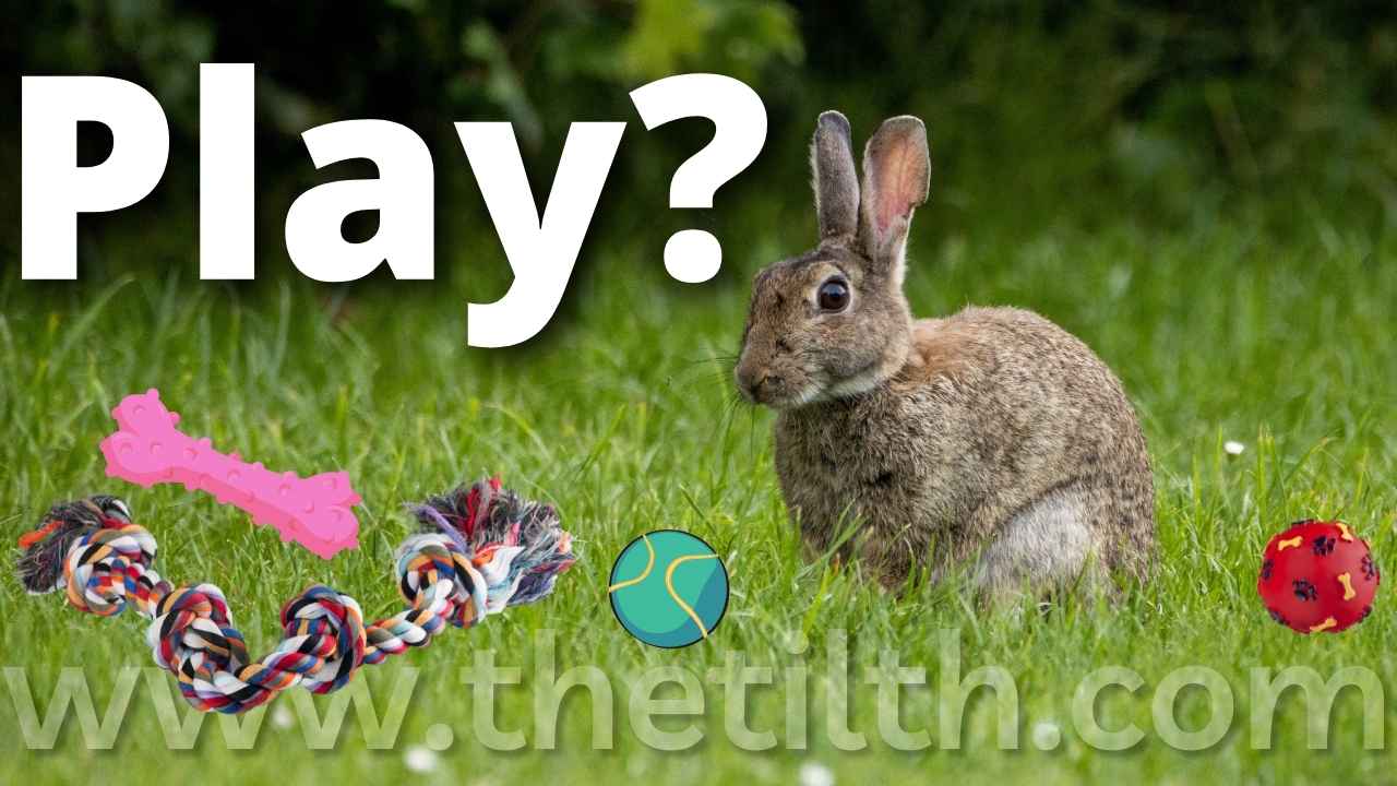 Can Rabbits Play with Dog Toys? The Tilth