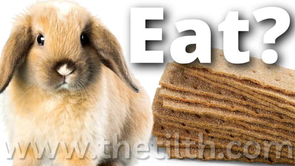 Can Rabbits Eat Graham Crackers?