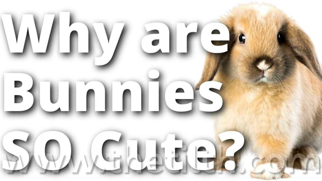 Why Are Bunnies So Cute?