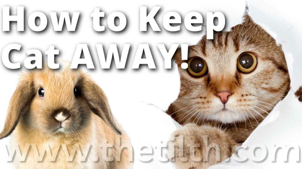 How to Keep Cats Away From Rabbits – 7 Simple Methods