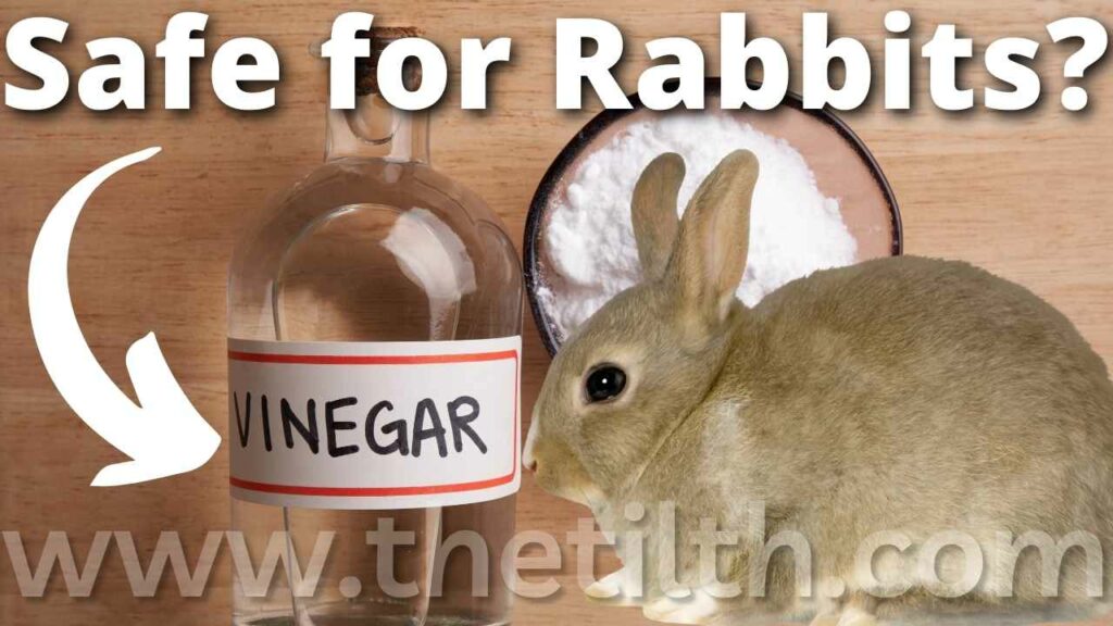 Is Vinegar Safe For Rabbits?