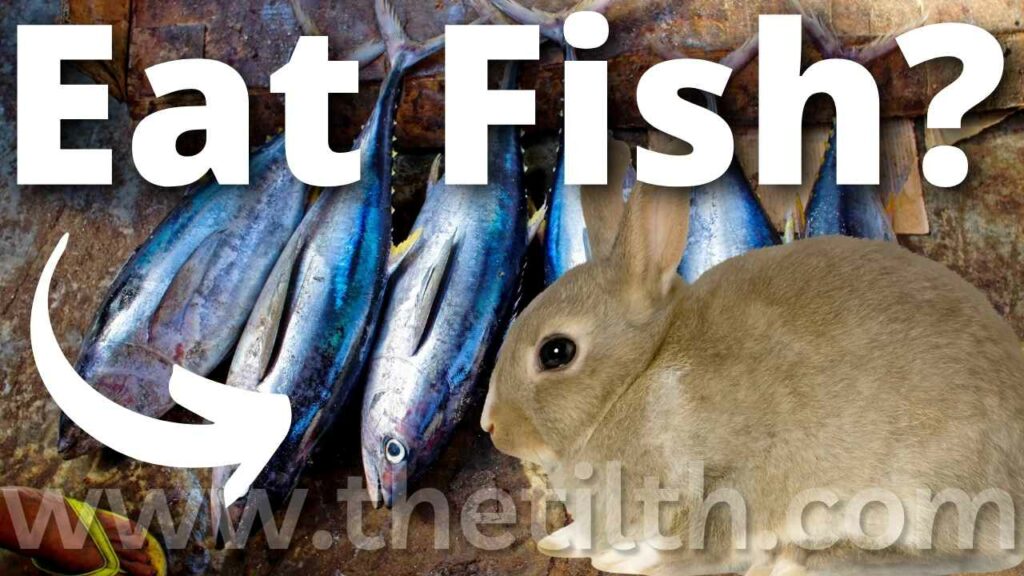 Can Rabbits Eat Fish?