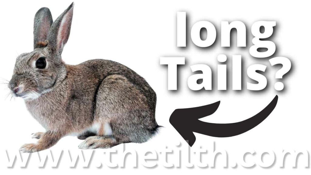 Do Bunnies Have Long Tails