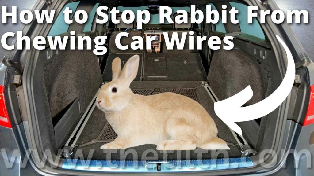 How to Stop Rabbits from Chewing Car Wires?