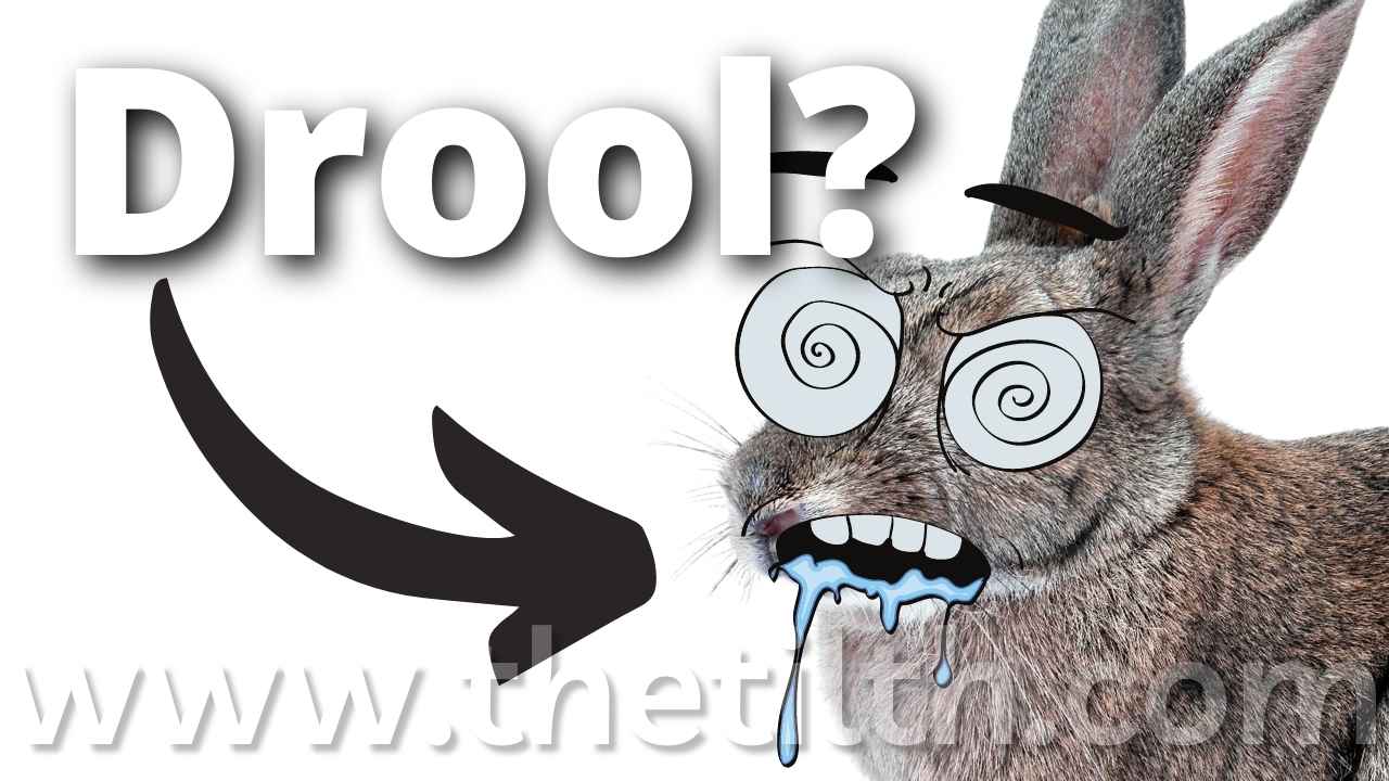 Do Rabbits Drool When Scared? The Tilth