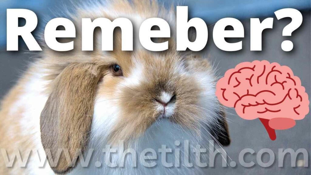 Do Rabbits Remember You?