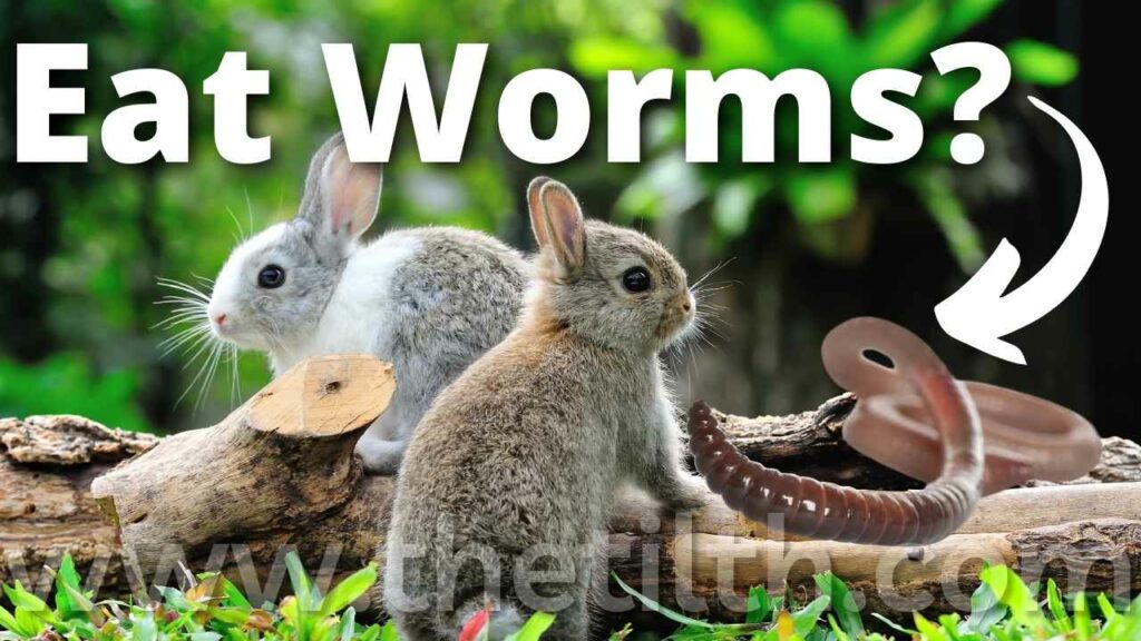 Do Rabbits Eat Worms?