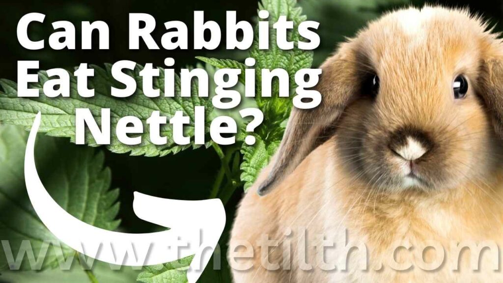 Can Rabbits Eat Stinging Nettles
