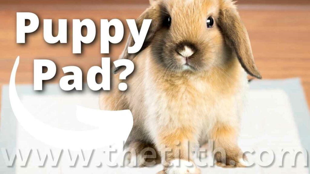 Can You Use Puppy Pads for Rabbits?