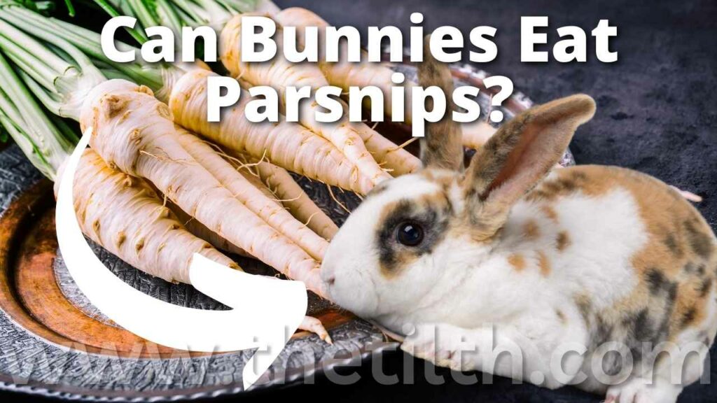 Can Bunnies Eat Parsnips