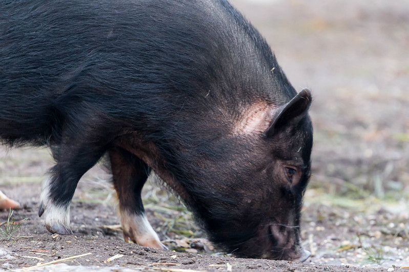 What Vegetables Can Mini Pigs Eat