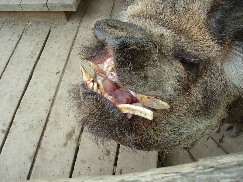 Do Pigs Have Teeth