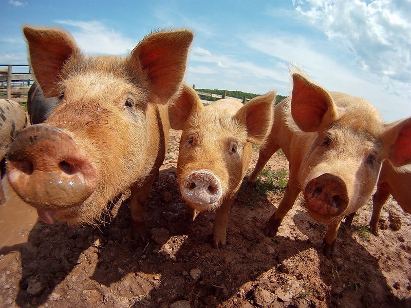 Do Pigs Produce Methane