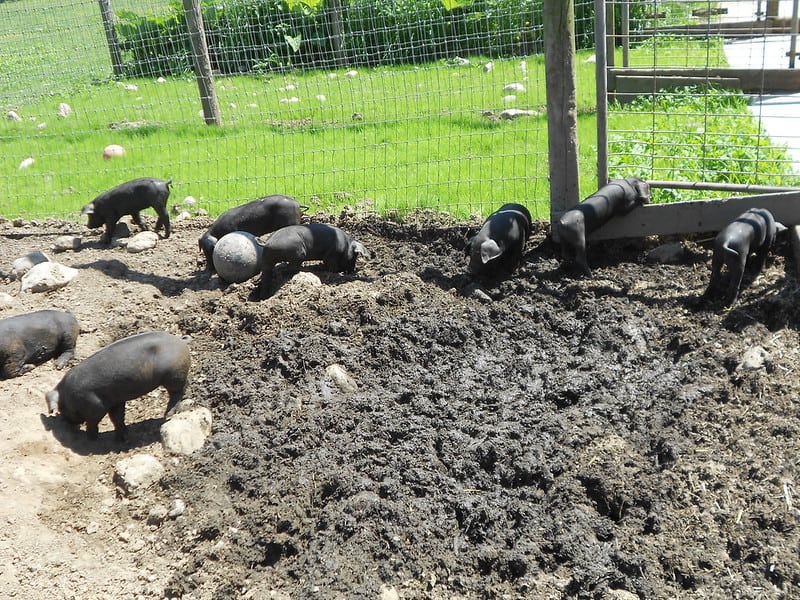 Why Do Pigs like Mud