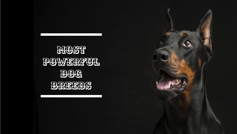 Most Powerful Dog Breed